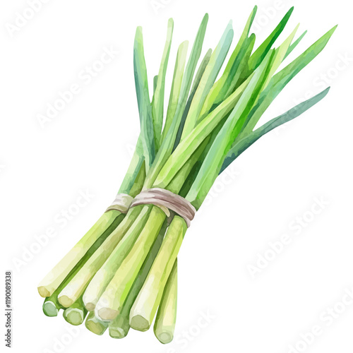 A watercolor vector of lemongrass, isolated on a white background. Lemongrass vector.
