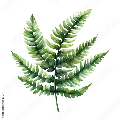 A watercolor painting of a Kimberly queen fern, isolated on a white background. Kimberly queen fern vector.
