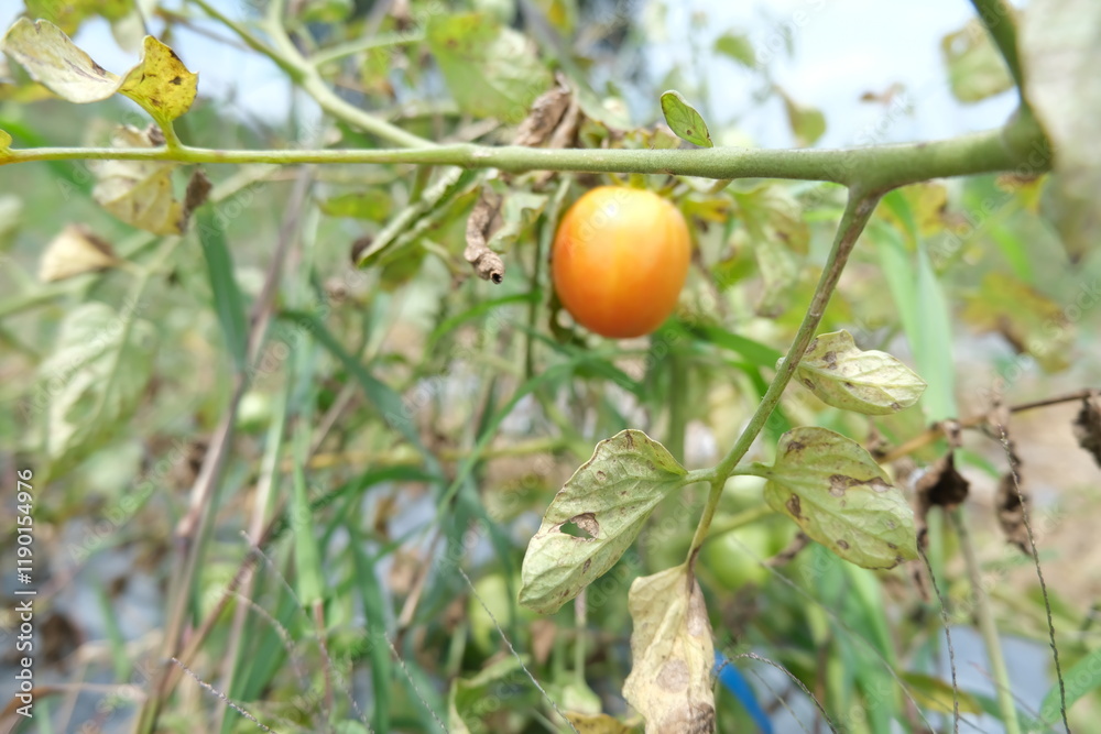 Ripe Orange Tomato on Vine in Garden with Wilted Leaves Ripe Orange Tomato on Vine in Garden with Wilted Leaves