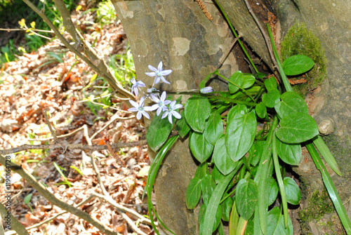 Lucile's glory of the snow, Scilla luciliae - Chionodoxa luciliae- blue flowering spring rock gardens in the garden in March zua sunny weather photo