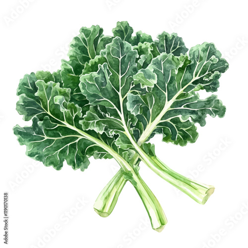 A watercolor drawing of kale, isolated on a white background. Kale vector.

