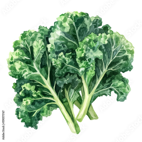 A watercolor drawing of kale, isolated on a white background. Kale vector.
