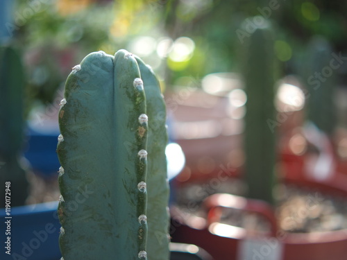 jamacaru cactus with green garden home and plant photo