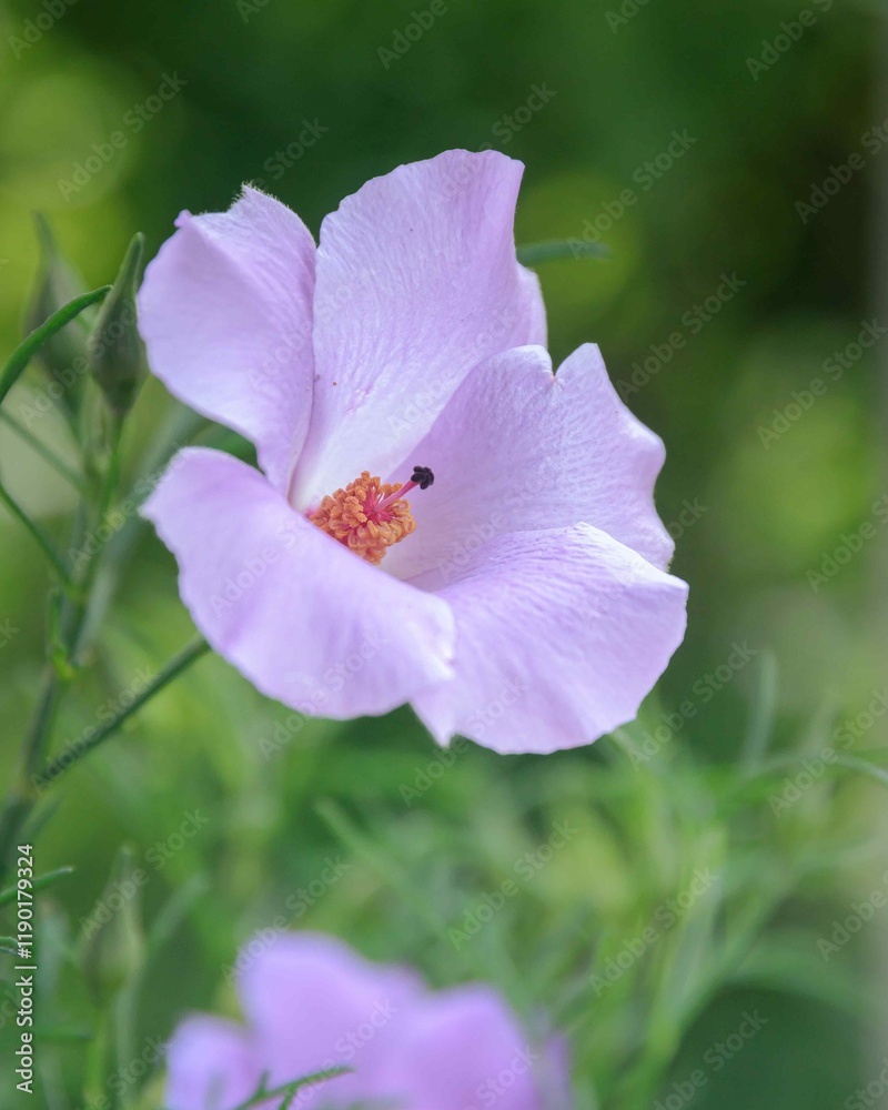 Fototapeta premium flower