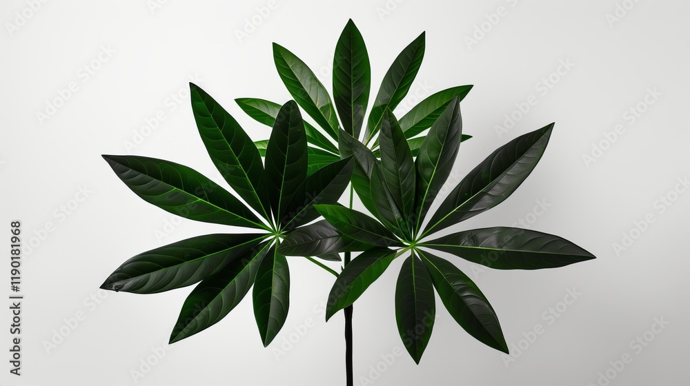 Naklejka premium A lush green plant with glossy, large leaves displayed against a minimalist white background, exuding a fresh and modern aesthetic.