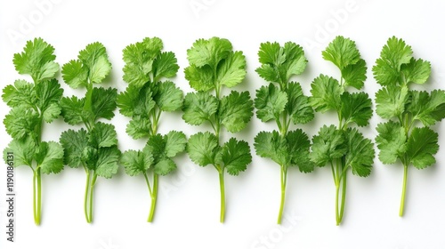 Seven cilantro sprigs arranged in a row on white background. photo