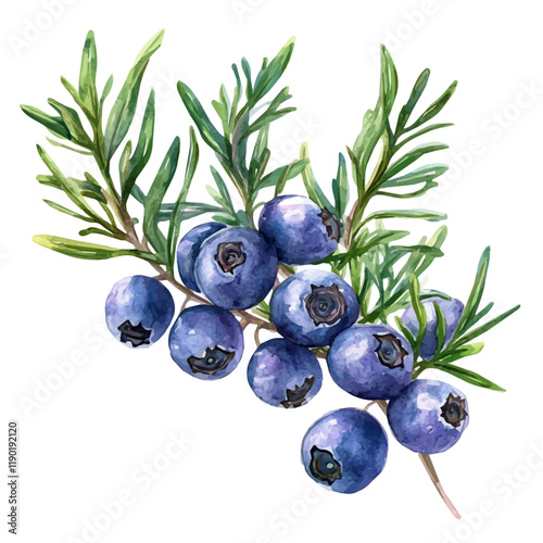 A watercolor vector of a juniper berry, isolated on a white background. Juniper berry vector.
