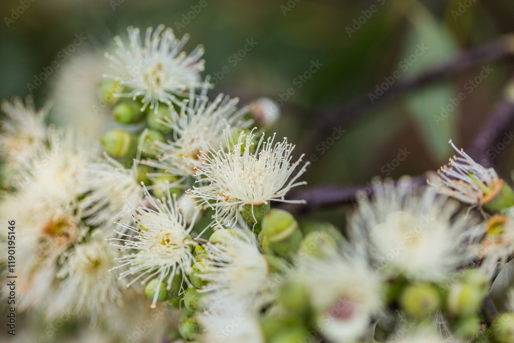 Pastel yellow gum tree blossoms blooming in bushland close up with shallow dof Pastel yellow gum tree blossoms blooming in bushland close up with shallow dof