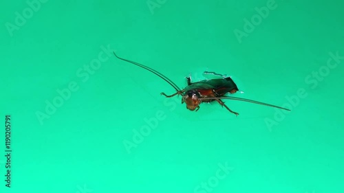 Cockroach Emerging from Green Screen Hole