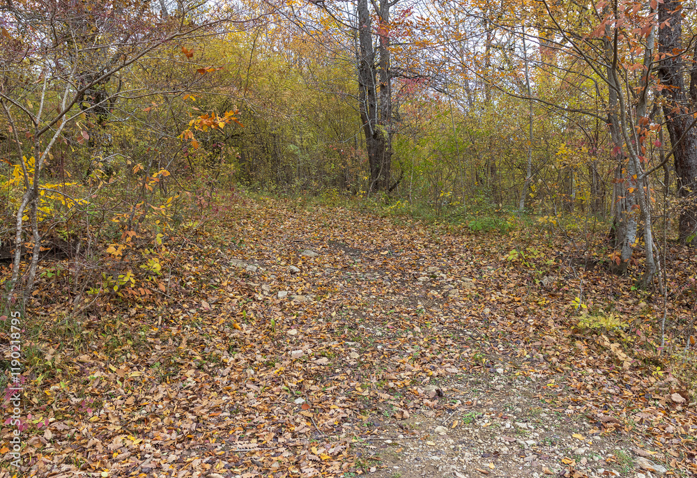 yellowing forest, the beginning of the autumn period in nature, views of the area, walking along a dirt road yellowing forest, the beginning of the autumn period in nature, views of the area, walking along a dirt road