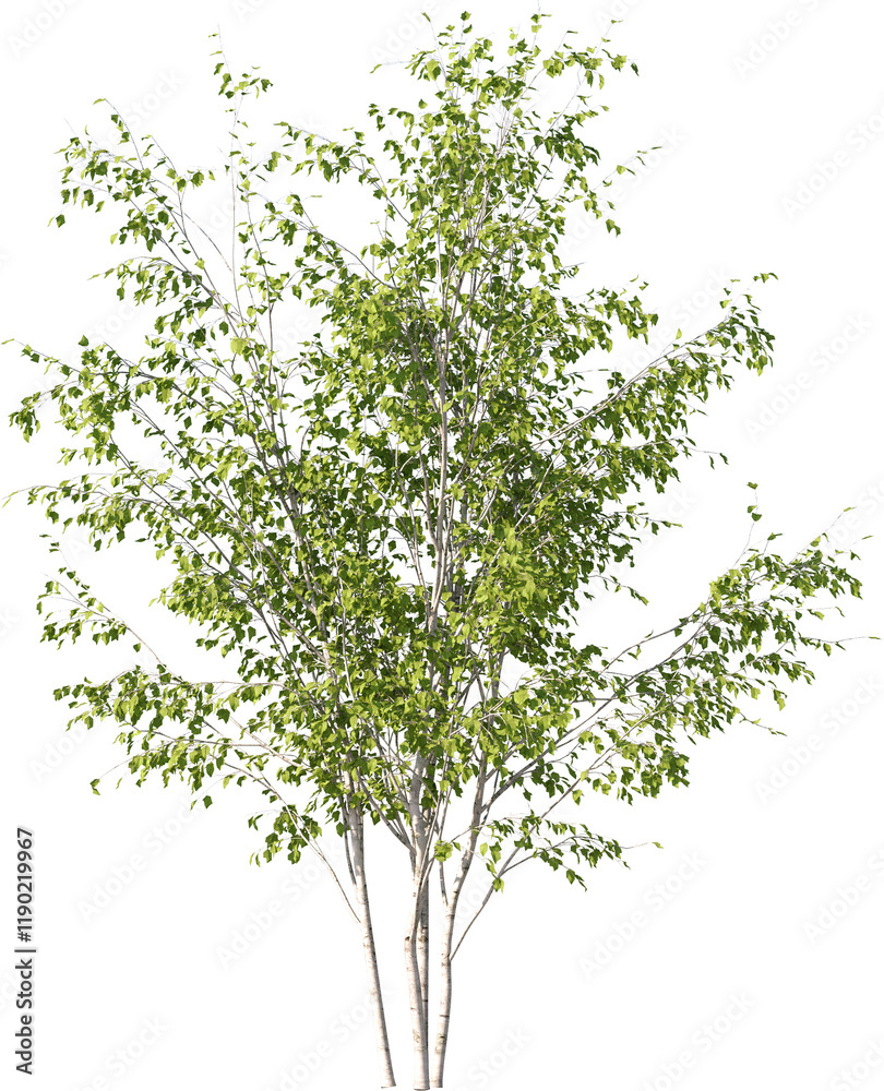 Obraz premium Small Tree, Colored Tree, Small Plant