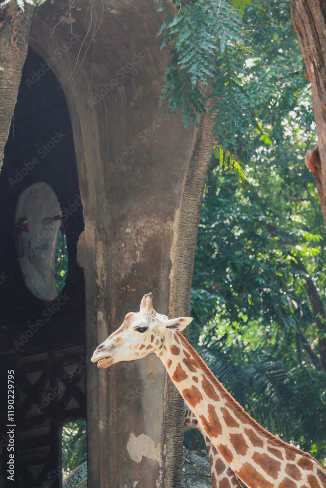 A close-up profile view of a giraffe's neck, showcasing the intricate pattern of its spots. A close-up profile view of a giraffe's neck, showcasing the intricate pattern of its spots.