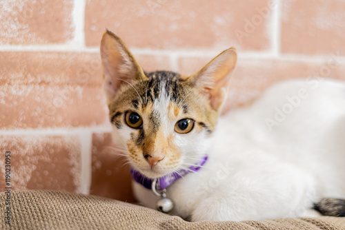 Elegant White Cat Portrait with Black and Brown Patches - Pet Photography