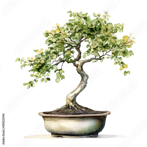 A watercolor of a Japanese hornbeam bonsai, isolated on a white background. Japanese hornbeam bonsai vector.
