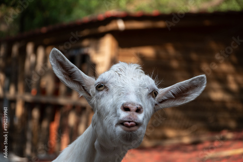 Photography Portrait photo of a goat