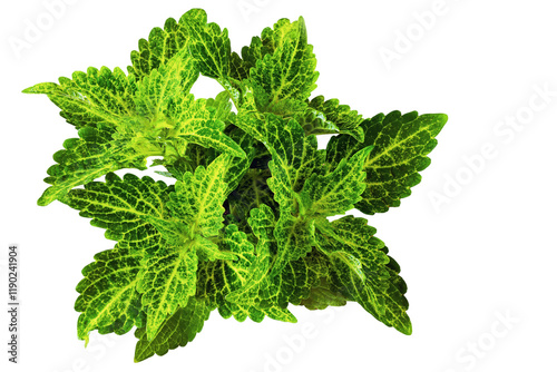 Ornamental nettle with green leaves on a white background