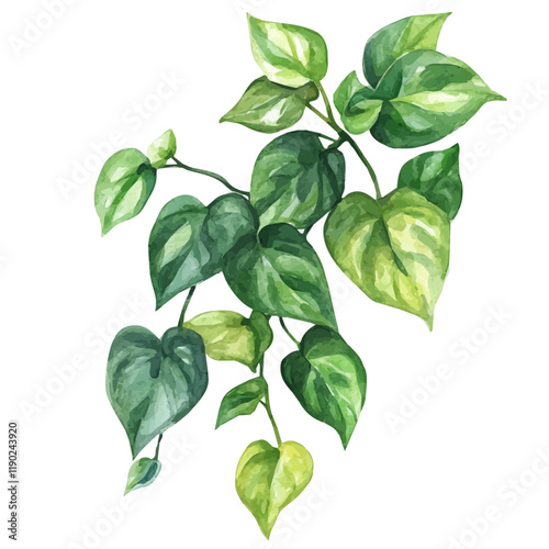 A watercolor of a jade pothos, isolated on a white background. Jade pothos vector.
