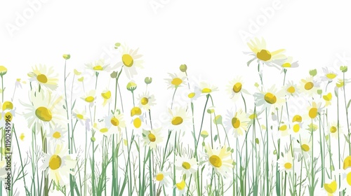 Cheerful Camomile Symphony herb calm white daisy field fresh yellow nature floral summer spring     