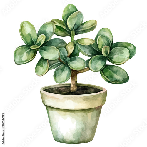 A watercolor drawing of a jade plant, isolated on a white background. Jade plant vector.
