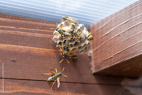 European wasp (Vespula germanica) building a nest to start a new colony