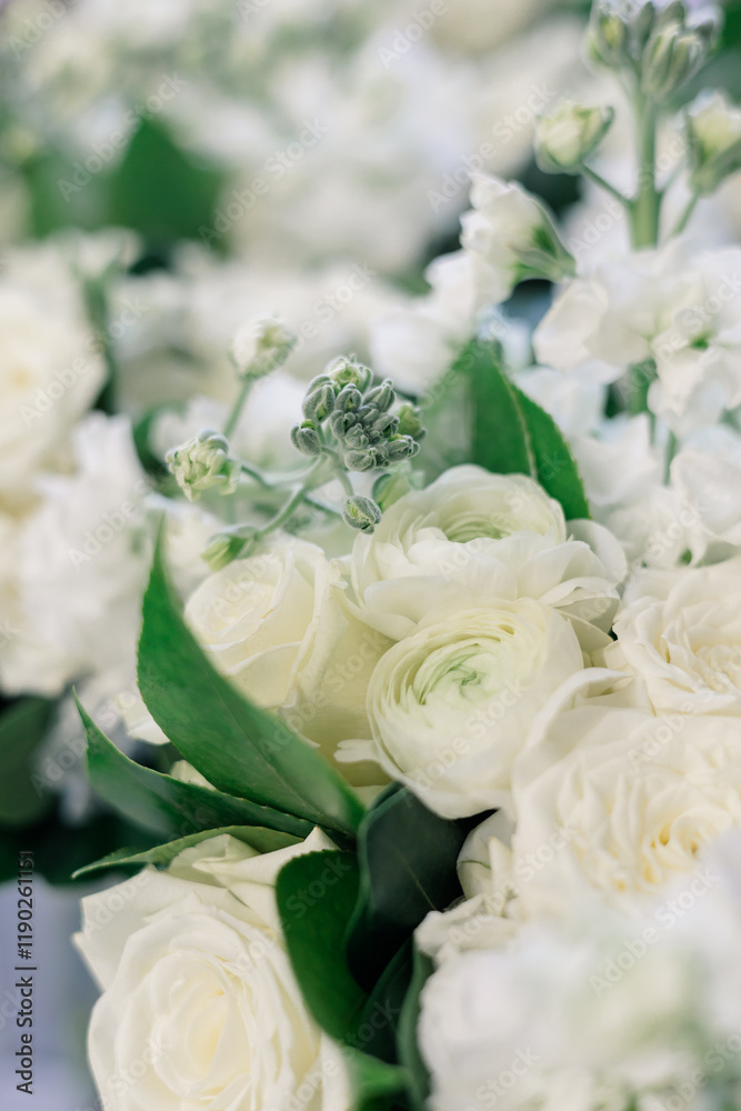 Close-up of elegant white roses and buds with green leaves. Close-up of elegant white roses and buds with green leaves.