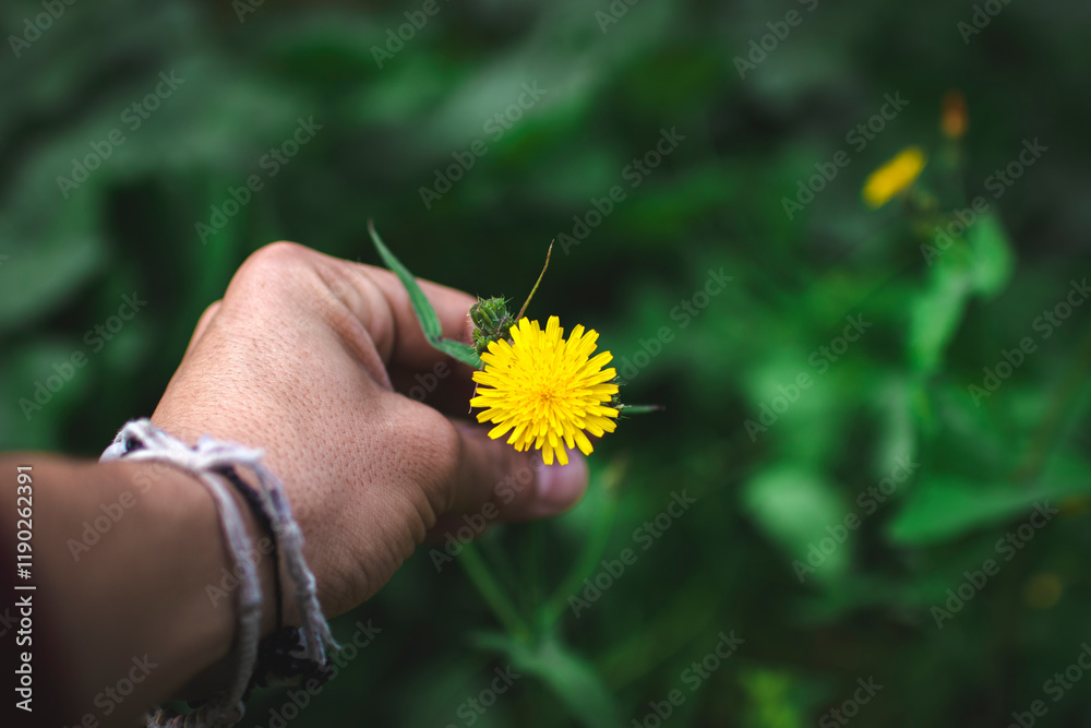 A hand man taking a yellow flower from the forest A hand man taking a yellow flower from the forest
