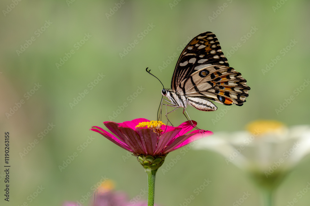 Closeup butterfly on flower (Common tiger butterfly) Closeup butterfly on flower (Common tiger butterfly)