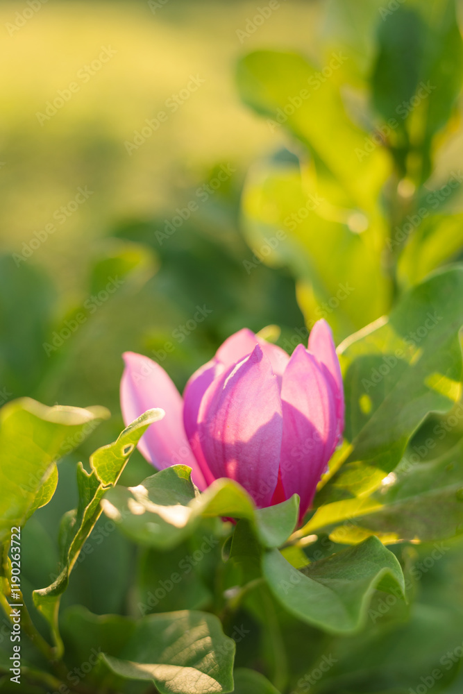 Backlit pink magnolia flowering bush with green foliage in sun Backlit pink magnolia flowering bush with green foliage in sun