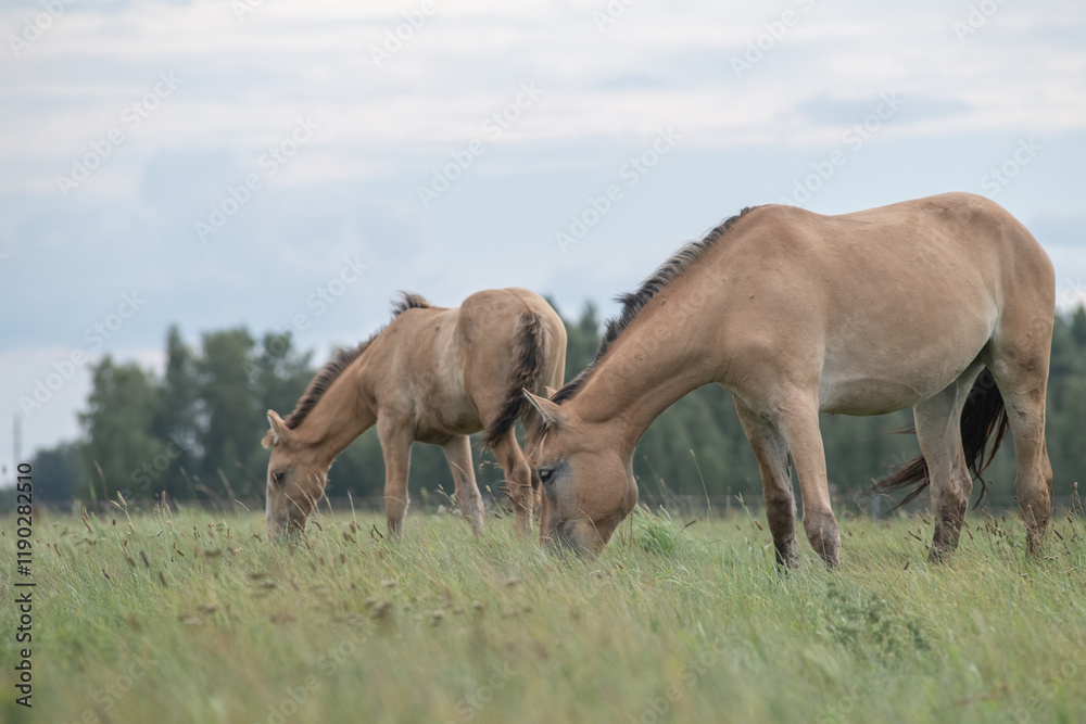 Beautiful thoroughbred horses on a summer pasture. Beautiful thoroughbred horses on a summer pasture.