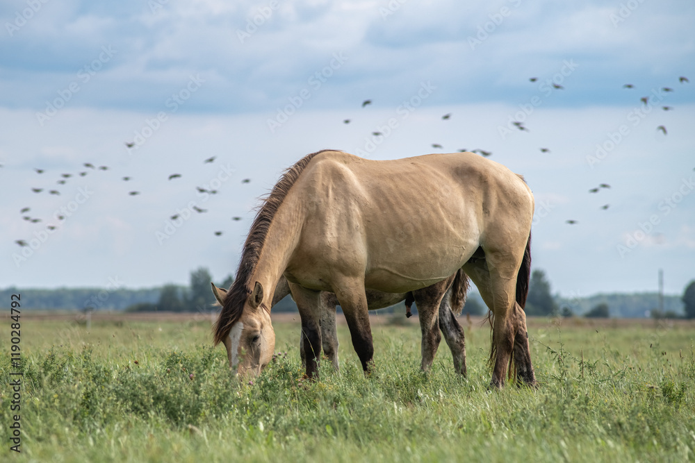 Fototapeta premium Beautiful thoroughbred horses on a summer pasture.