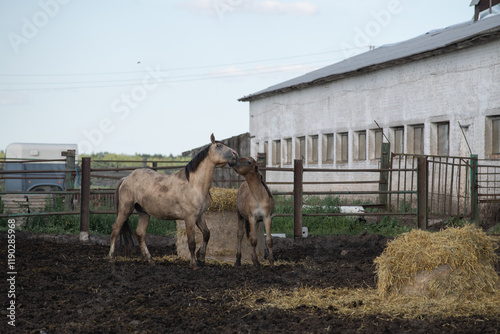 Beautiful thoroughbred horses on a summer pasture. photo