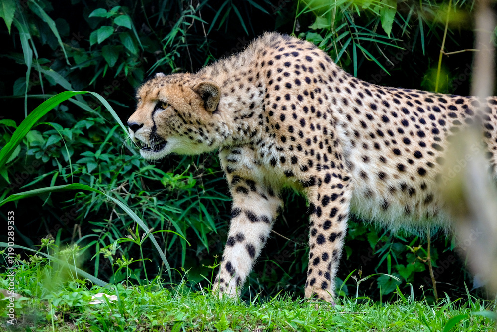 Fototapeta premium A male cheetah ( Acinonyx Jubatus) looking for prey