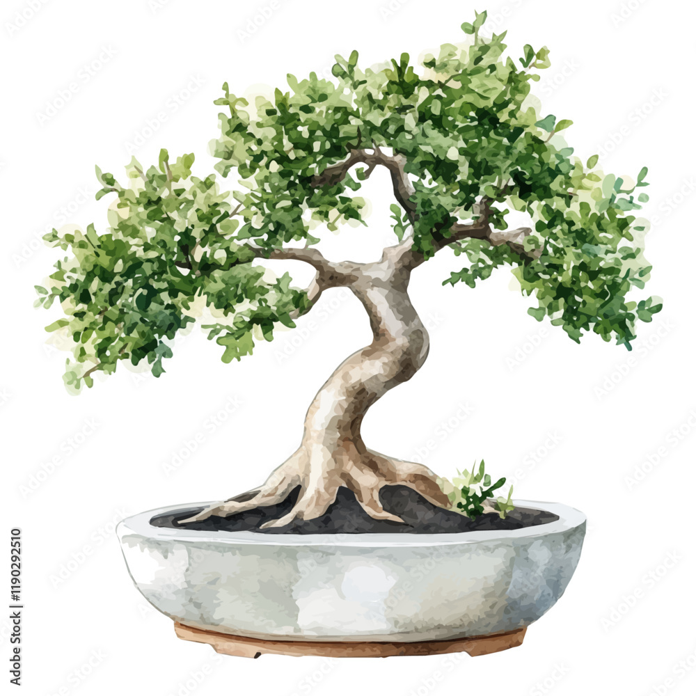 A watercolor of an Indian sandalwood bonsai, isolated on a white background. Indian sandalwood bonsai vector.
A watercolor of an Indian sandalwood bonsai, isolated on a white background. Indian sandalwood bonsai vector.