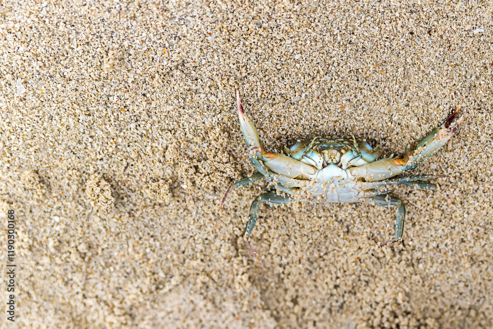 gray little crab is lying on its back against the background of gray sand, the protection is being used by the dead