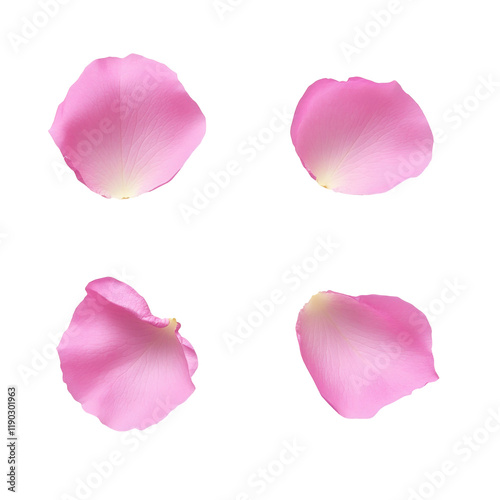 Wallpaper Mural set of pink rose petals on transparent background Torontodigital.ca