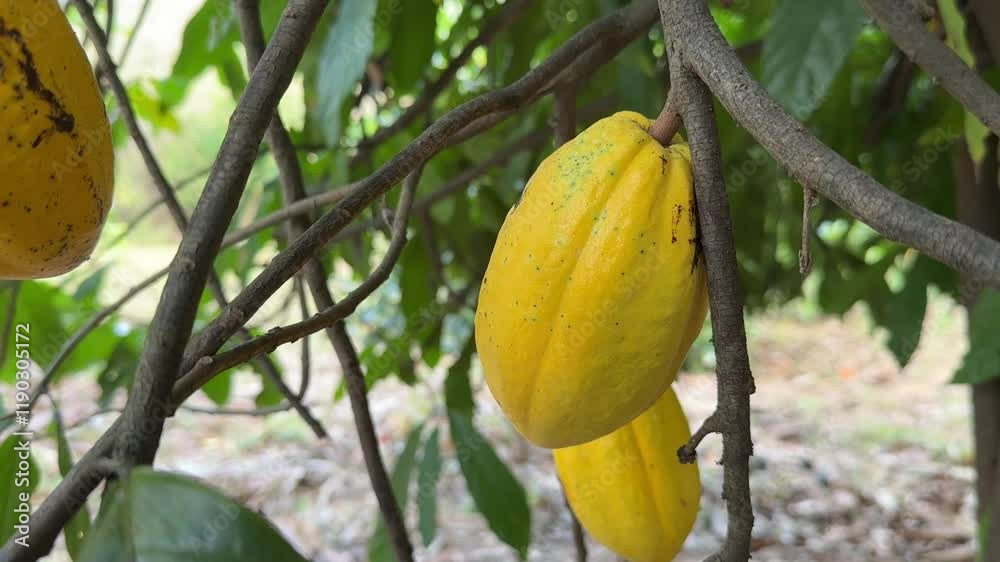 The cacao tree is a plant yellow and green Forastero The cacao tree is a plant yellow and green Forastero