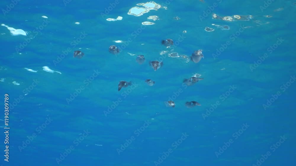 squid school underwater close up cuttlefish big eye cephalopod sepioteuthis lessonia squid school underwater close up cuttlefish big eye cephalopod sepioteuthis lessonia