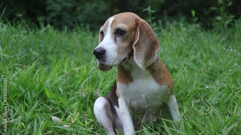 An adorable beagle dog sitting on the grass field. An adorable beagle dog sitting on the grass field.