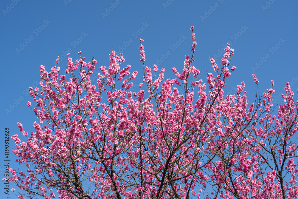 青空と満開の花桃 青空と満開の花桃