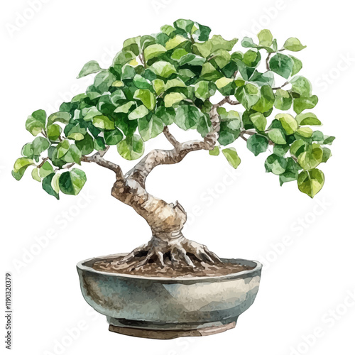 A watercolor of an Indian fig bonsai, isolated on a white background. Indian fig bonsai vector.
