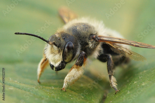 Frontal close up of the male of Willughby's leaf-cutter bee, Megachile willughbiella sitting on a green leaf photo