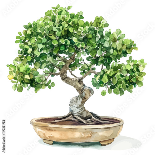 A watercolor of an Indian corkwood bonsai, isolated on a white background. Indian corkwood bonsai vector.
