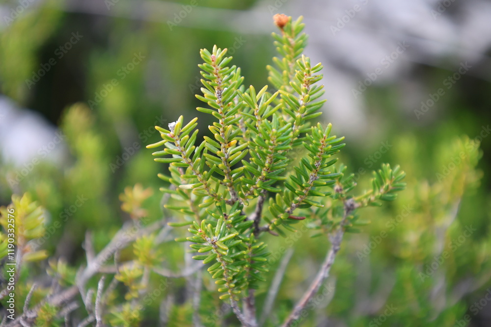 coniferous plant in the mountains macro photography. High quality photo coniferous plant in the mountains macro photography. High quality photo