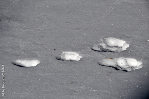 Le tracce della lepre sulla neve photo