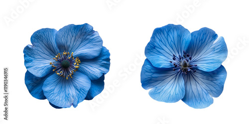 blue flowers isolated on white background