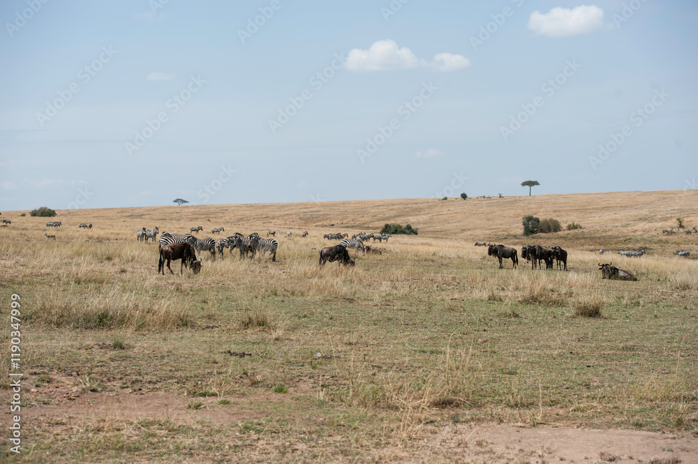 herd of wildebeest herd of wildebeest