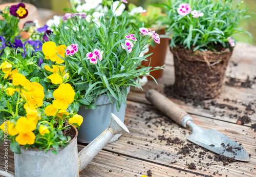 Fototapeta Naklejka Na Ścianę i Meble -  pretty and colorful spring flowers on a wooden table with gardening tools and dirt in a garden