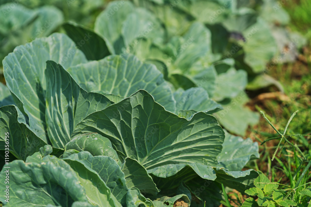 Close-up cabbage growing in the garden, vegetables in an organic farm under sunlight image. Close-up cabbage growing in the garden, vegetables in an organic farm under sunlight image.