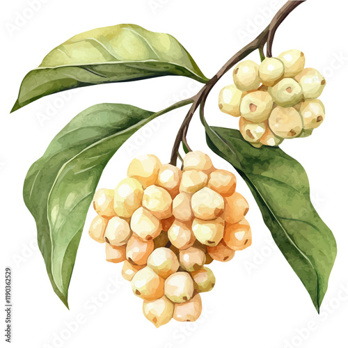 A watercolor clipart of a hoya plant, isolated on a white background. Hoya vector.
