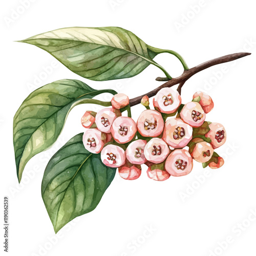 A watercolor clipart of a hoya plant, isolated on a white background. Hoya vector.
